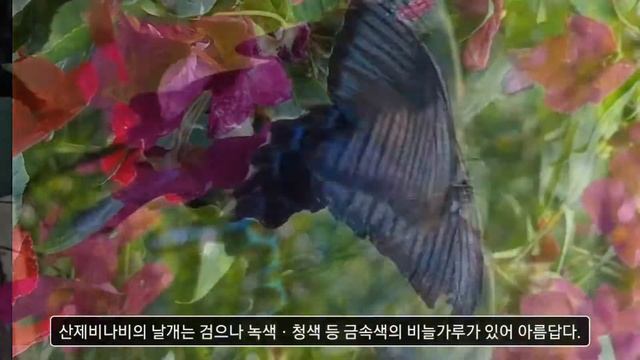 곤충-산제비나비 смотреть онлайн