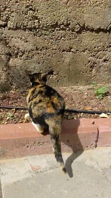 Смешная трехцветная кошка прыгнула на забор 😸 Funny cute calico cat jump to fence 😹 Kucing lucu 面白い смотреть онлайн