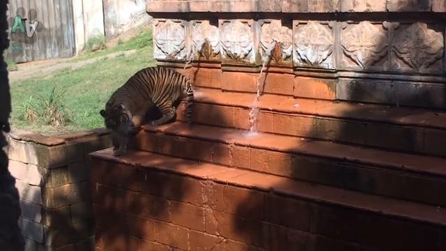 Cute and Funny Tiger Compilation смотреть онлайн