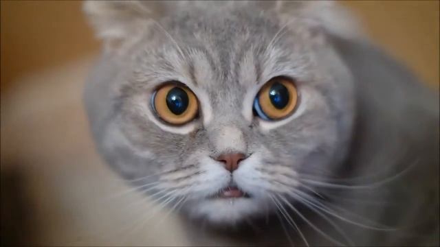 Вгляд вислоухой шотландки смотреть онлайн