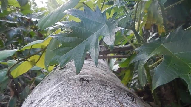 Giant ant Peru jungle смотреть онлайн