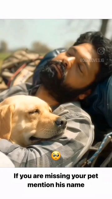 ##🐕🐕❤️❤️💫💫##like##subscribe смотреть онлайн