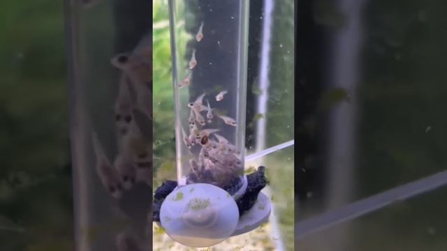 African Cichlid Egg Tumbler and Fry смотреть онлайн