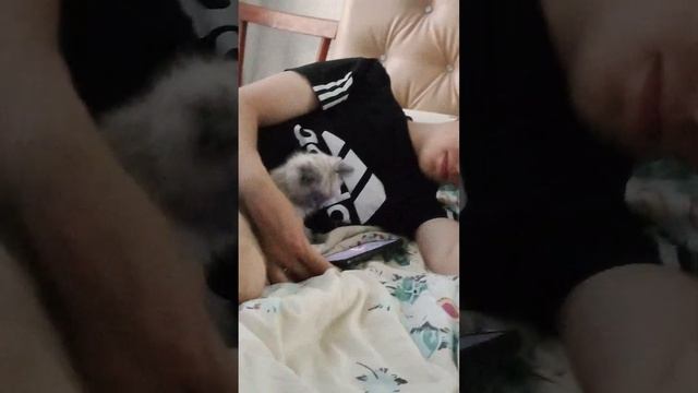 кот засыпает под лунтика смотреть онлайн