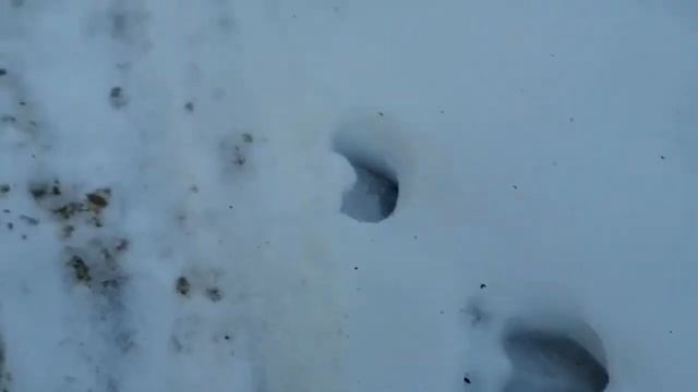 Юрец вышел на след лося - лось оставил Юрцу подсказку смотреть онлайн