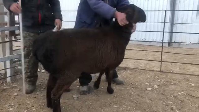 9 месяцев ягнятам смотреть онлайн