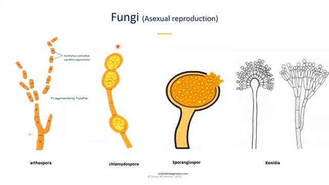 Plant Pathogen смотреть онлайн