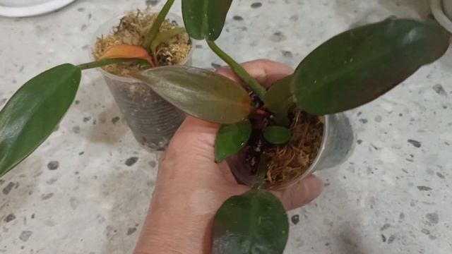 КУСТОВЫЕ ФИЛОДЕНДРОНЫ 2 часть , обзор и ПРОДАЖА смотреть онлайн