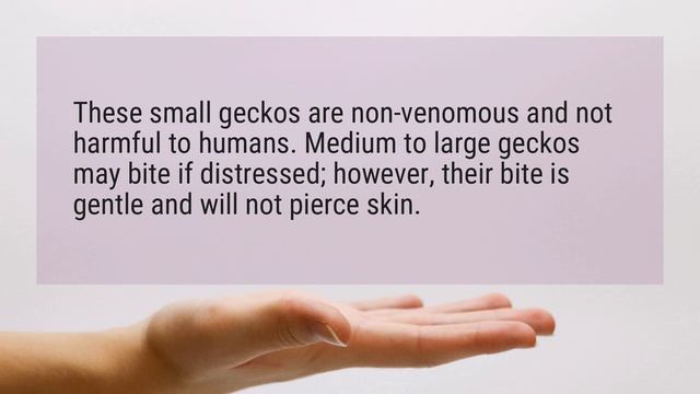 Do lizards bite humans? смотреть онлайн