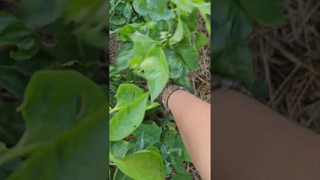 Рогачки чушки стар сорт- Деси Владовска смотреть онлайн