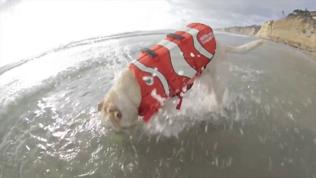 Outward Hound PupSaver™ Fun Fish Life Jacket смотреть онлайн