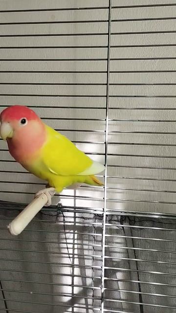 Ася и Арчи смотреть онлайн