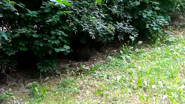 Дюжина ворон затерризировали котейку смотреть онлайн