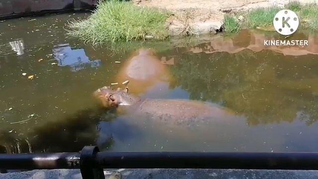 فرس النهر ممثل كبير لما يمثل انه نايم ويحس ان الحارس جايبله أكل🤣 смотреть онлайн