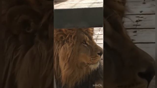 Анапский лев Тигран во всей своей красе. смотреть онлайн