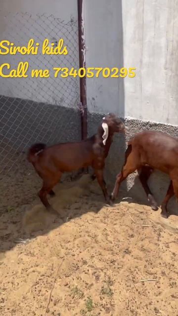 Bakri ki sabse badhiya nasl sirohi ke khubsurat se khubsurat bacche for sale call me 7340570295 смотреть онлайн