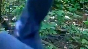 ВЫЖИВАЛОВО ПИЛА СТРУНА