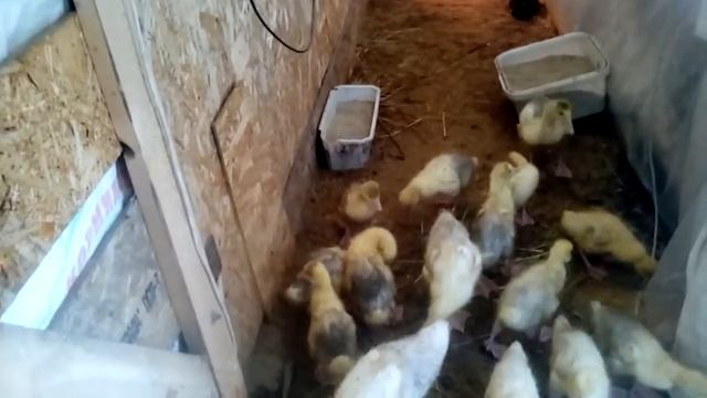 Новоселье у Гусей в Кубеинке ( 7 мая) смотреть онлайн