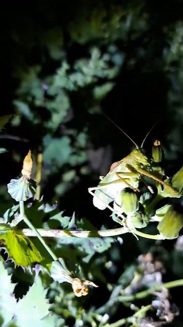 Огромный ночной кузнечик смотреть онлайн