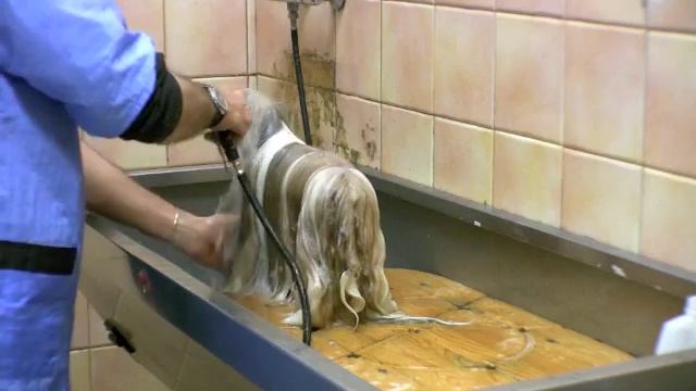 #1 All Systems® - ITALIANO - Bagno di Mantenimento 5/5 смотреть онлайн