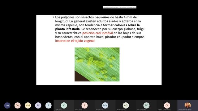 Aula Virtual Protección y Sanidad Vegetal II-2021 Clase 4 parte2 2021-09-01 смотреть онлайн