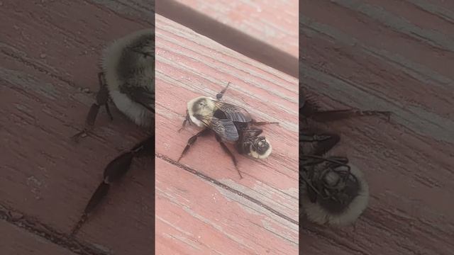 Mating bumble-bees. смотреть онлайн