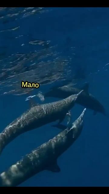 Дельфин N5 Факты о природе #животные #дельфин #интересно #любовь смотреть онлайн