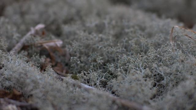 Прогулка до водопада Дикуша смотреть онлайн