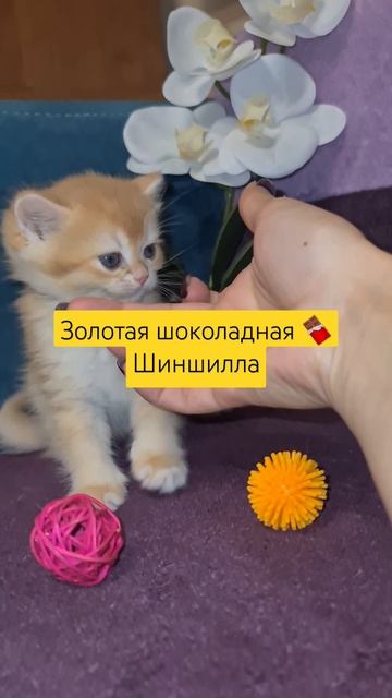 Золотая шоколадная шиншила bri by12 девочка рыжулька смотреть онлайн