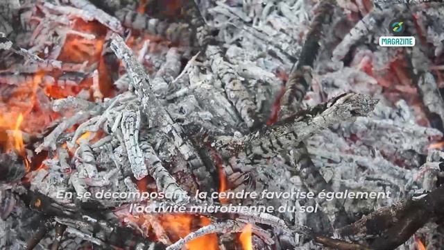 👉 Cendre de bois au jardin : Les plantes qui ne supportent pas ce remède naturel смотреть онлайн