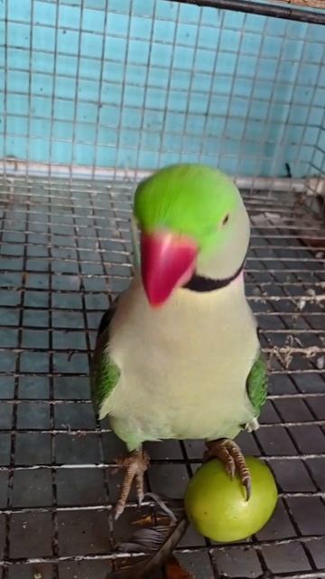 #cute #bird #shorts #egg or fruit смотреть онлайн