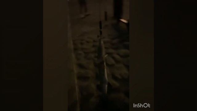 #Perry#barracuda #Valid entry with 200 grms deductioon on the final weight.. смотреть онлайн