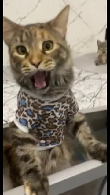 Вот мы и запели смотреть онлайн