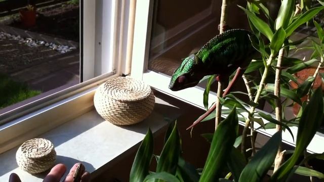 Bernd mein Panthercham.MOV смотреть онлайн