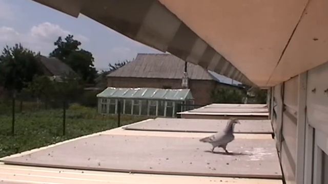 Arrival of my pigeons from 25.06.2017 Distance of 520 km. (Krakovets). смотреть онлайн
