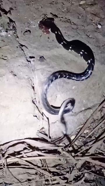 Common Krait dangerous snake #shorts #viral #trending#radhekrishna смотреть онлайн