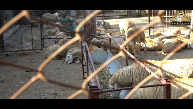 Ram Bullet Sheep Best Breed in Farmer | Kalinadu ಕಲಿನಾಡು смотреть онлайн