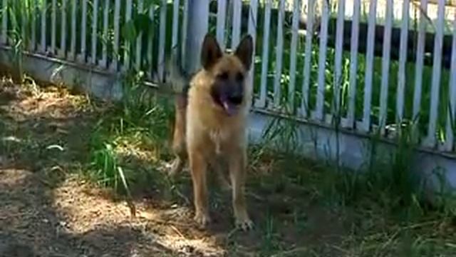 ДЕНЬ КИНОЛОГА смотреть онлайн