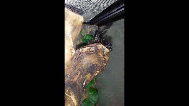 Paraponera (2015-12) I смотреть онлайн
