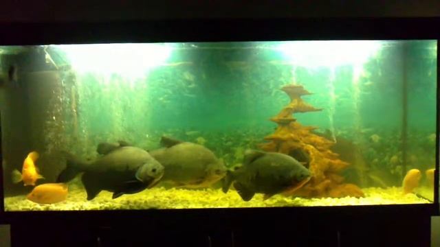 Пираньки смотреть онлайн