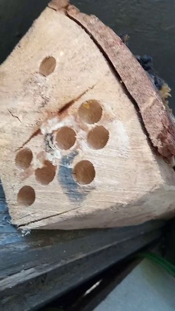 пчела Осми заселилась смотреть онлайн