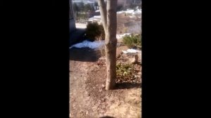 Прямой эфир из Сада Дракона - 10,04,2018