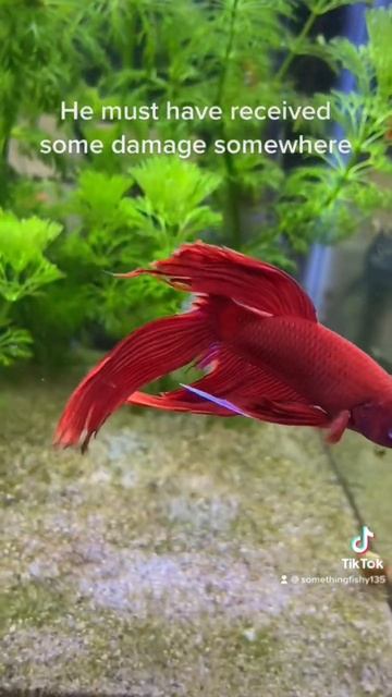 New Betta fish and Betta tail regrowth #fish #bettafish #betta #aquarium смотреть онлайн