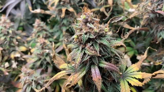 Week 9!!!!..... For this 150w 32x32 BP1500 grow......Shout out to Bloom Plus for lighting this grow смотреть онлайн