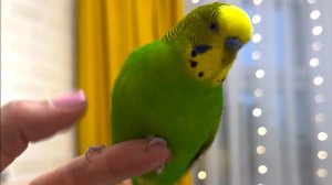 Жизнь с говорящим волнистым попугаем по имени Антошка