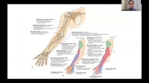 Периферическая нервная система. Симптомы поражения. Часть 1.