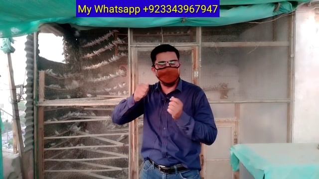 Beautiful Zebra Finch 100 Pairs Colony Setup | Amazing Zebra Finch Aviary | Mushtaq Birds Academy смотреть онлайн