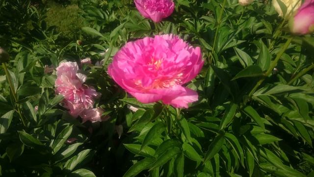 Paeonia Parie Fru Fru смотреть онлайн