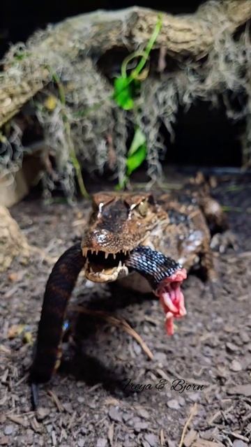 Smooth Fronted Caiman Holding A Snake! #share #trending #viral #reptile #subscribe #follow #new #ea смотреть онлайн