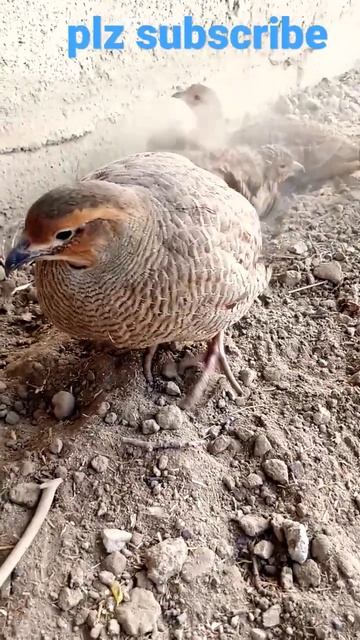 dahkani teeter #homebreed #viralvideo #hunting #village смотреть онлайн